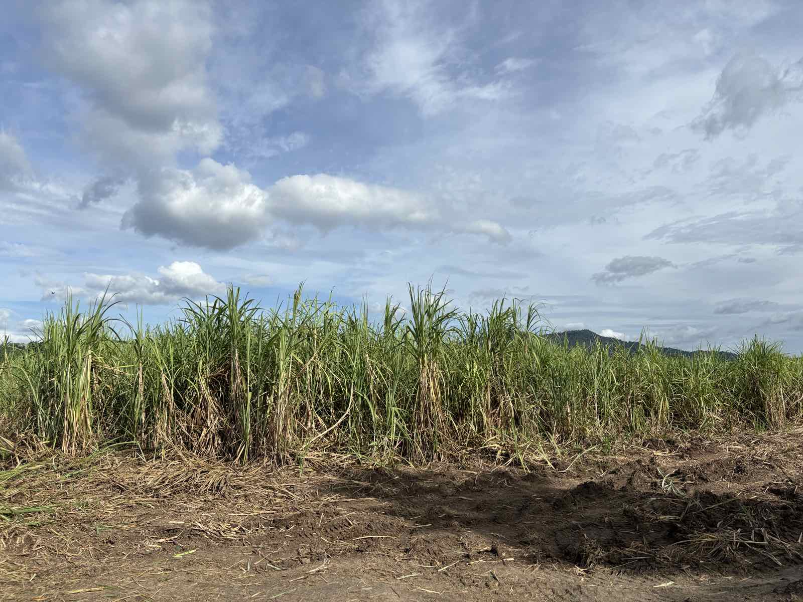 186 hectares of Negros Occidental sugar farms infested by pests